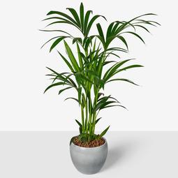 Kentia palm