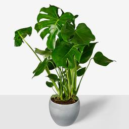 Monstera plant heel