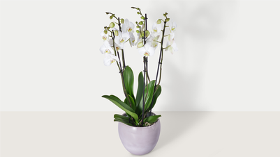 Orchidee 4-tak - De bloemist van Albert Heijn