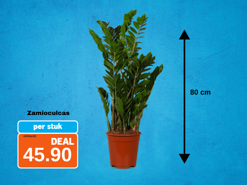 €5 LAGER (7) Zamioculcas