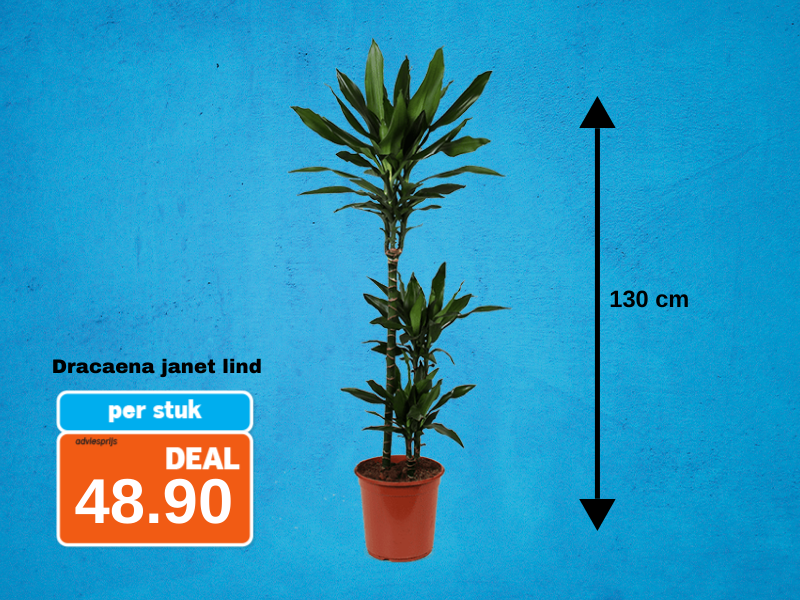Dracaena janet lind x