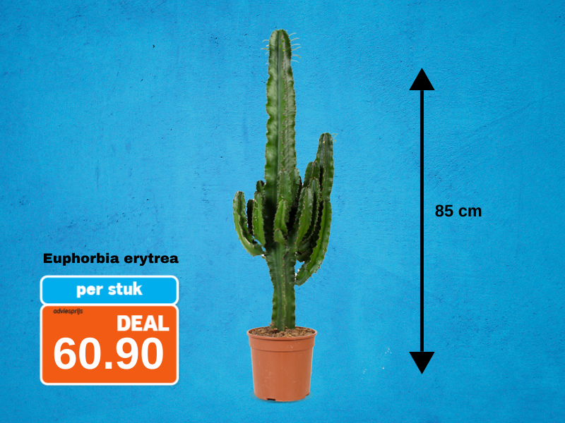 Euphorbia erytrea x