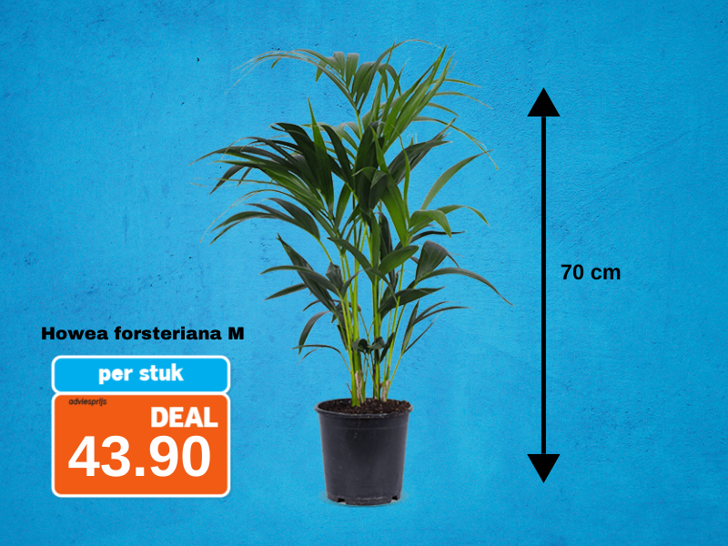 Howea forsterina