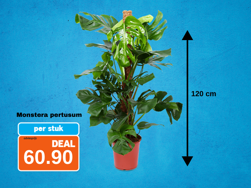Monstera v