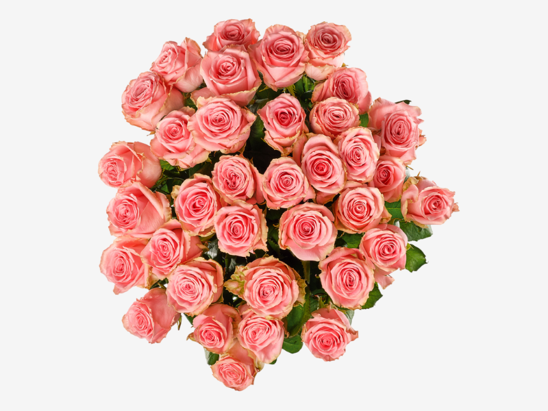 Roze rozen van bovenaf
