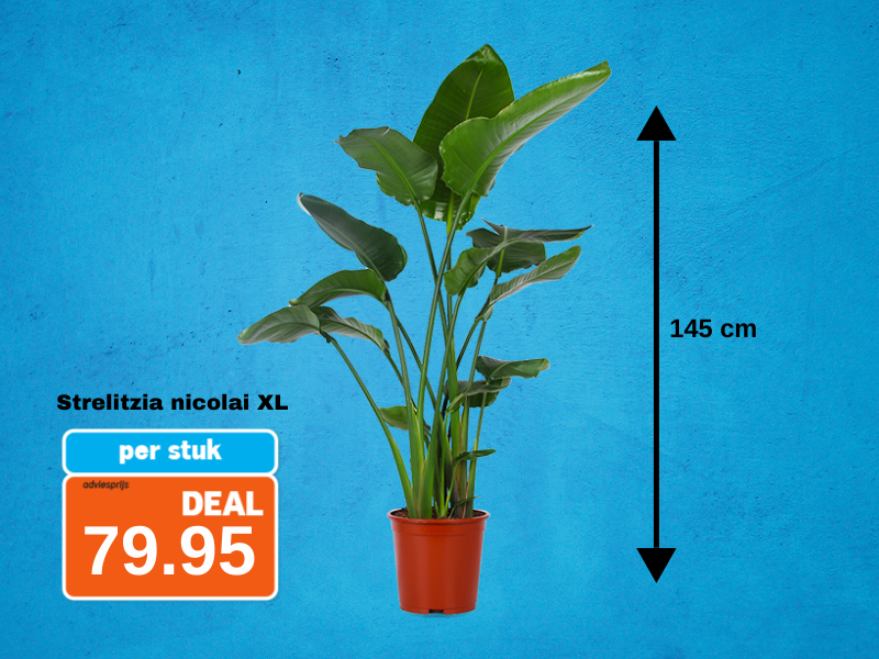 Strelitzia nicolai XL x